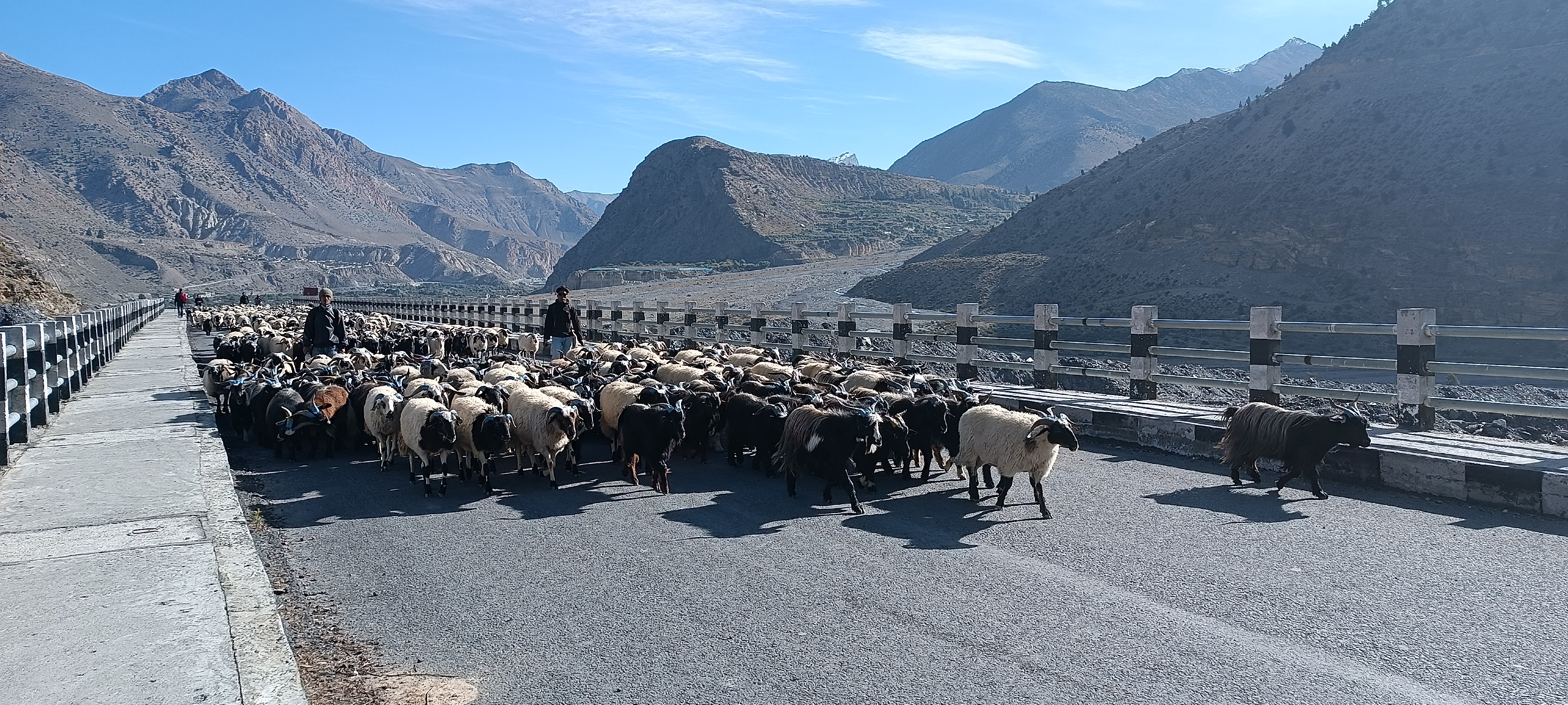 मुस्ताङ मार्ग हुँदै ३५ करोड बढीका भेडाच्याङ्ग्रा निकासी